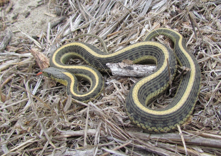 Aquatic Garter Intergrade Garter Snake